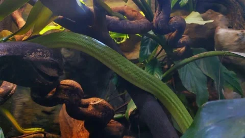 A snake crawls slowly along a tree in the wild. Close-up on scaly skin Stock Footage 208330041