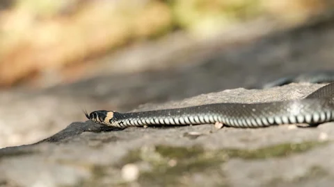 A snake crawls through the autumn forest. 스톡 동영상 145511551