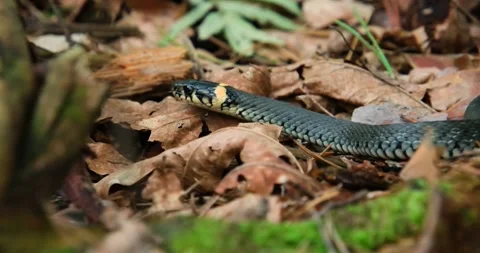 A snake crawls through the foliage in the forest Stock Footage 247138792