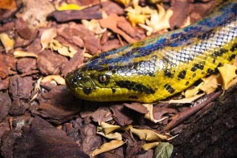 The Snake Crawls Through Pieces Of Tree Bark And Fallen Leaves Stock Photos