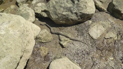 The snake crawls under the stone Stock Footage 151528186