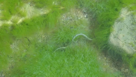 The snake crawls under the stone Stock Footage 151600787