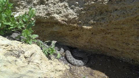The snake crawls under the stone Stock Footage 151600857
