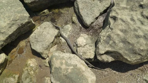 The snake crawls under the stone Stock Footage 151601053