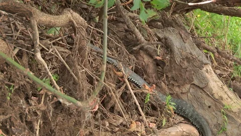 The snake is creeping on the roots of trees Stock Footage 113078310