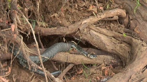 The snake is creeping on the roots of trees Stock Footage 113078623