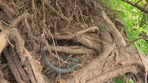 The snake is creeping on the roots of trees Stock Footage 113078846