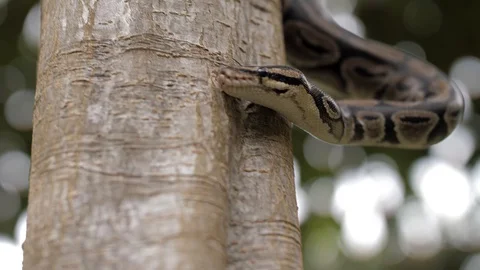 Snake creeps up the tree Stock Footage 128251052