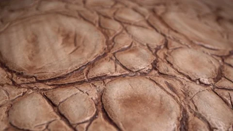Snake, crocodile or lizard skin. Real leather texture very close up 動画素材 140591485
