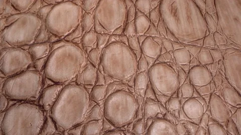 Snake, crocodile or lizard skin. Real leather texture very close up 動画素材 148723921