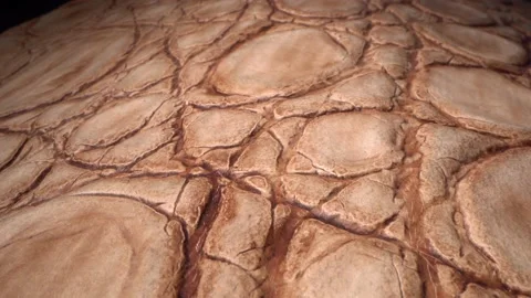 Snake, crocodile or lizard skin. Real leather texture very close up. Natural 動画素材 169576769
