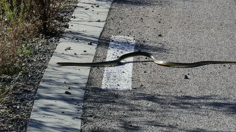 Snake Crossing the Road Stock Footage 94655110