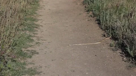 Snake Crossing Trail 動画素材 48752605