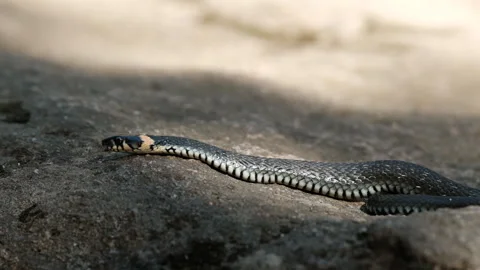 The snake crouched in the shadows, waiting for its prey. Stock Footage 145512654