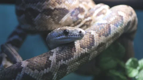 Snake is curled up on a branch Stock Footage 304772657