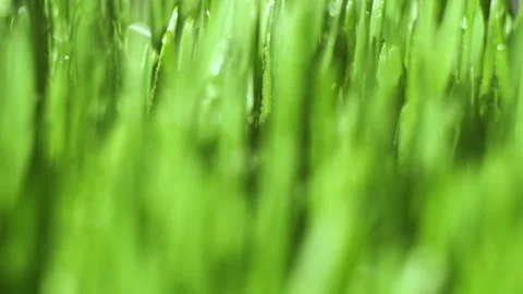 Snake is curled up on its side Stock Footage 302972491