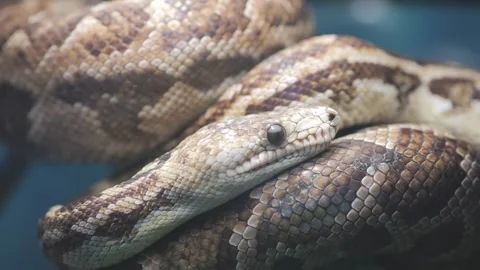 Snake is curled up on its side, with its head sticking out Stock Footage 309208234
