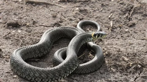 The snake curled up for protection Stock Footage 252277607