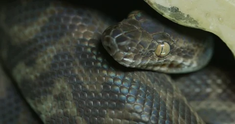 Snake Curled in Rock Stock Footage 122673606