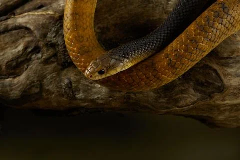 Snake Curled on a Tree Branch Stock Photos