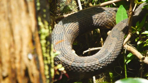 Snake in Cypress Swamp Stock Footage 64277954
