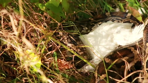 The snake deals with the prey Stock Footage 151671553