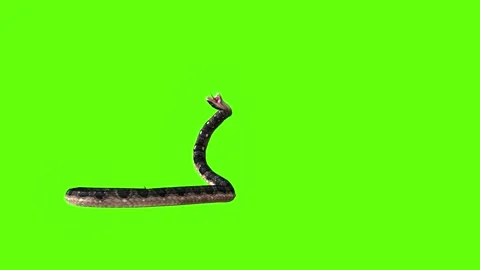 Snake death green screen animation 3D rendering Stock Footage 282635800