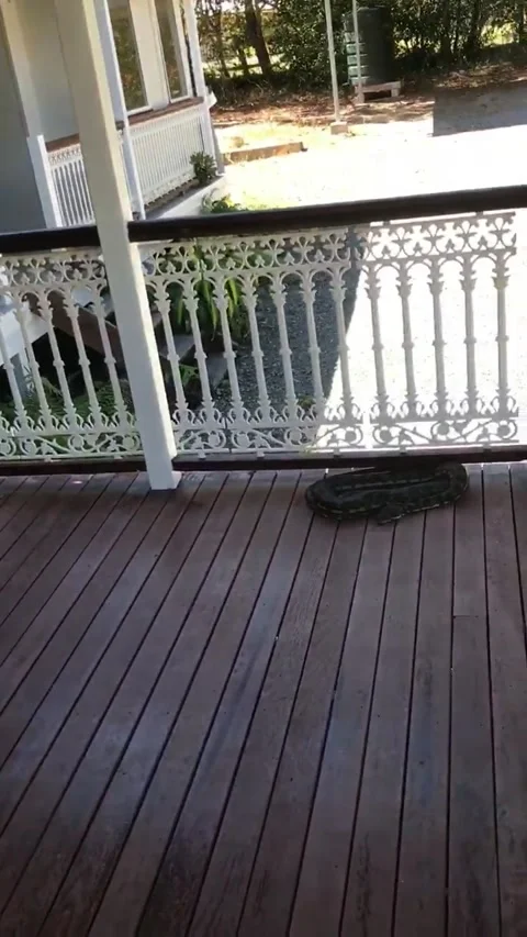 Snake on a Deck Rescues Himself, Doonan, Queensland, Australia - 06 Sep 2017 Stock Footage 205274015