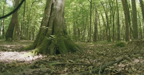 Snake Den Tree Stock Footage 195093633