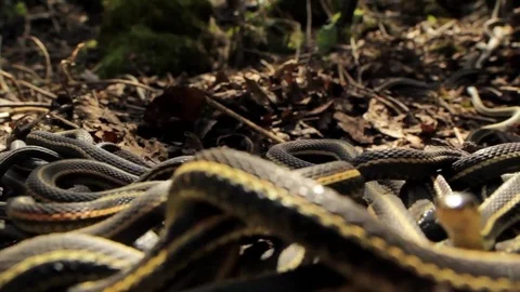 Snake Dens 004 - POV Inside Snake Mating Ball Video stock 81529782