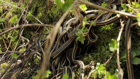 Snake Dens 005 - Snakes Hanging from Branches Stock Footage 81529807