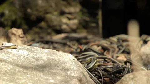 Snake Dens 006 - Large Group of Snakes in Den Mating Video stock 81529924