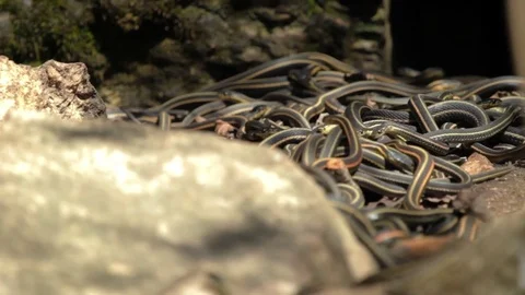 Snake Dens 007 - Group of Snakes in Den Stock Footage 81529947