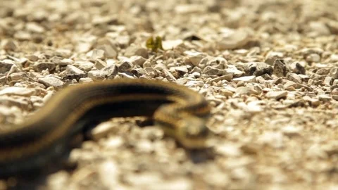 Snake Dens 009 - CU of Snake Stock Footage 81529885