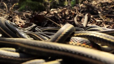 Snake Dens 010 - POV Inside Garter Snake Mating Ball Video stock 81529874