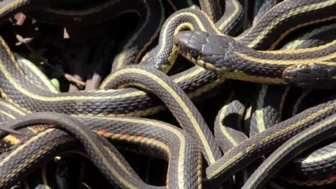 Snake Dens 012 - Snakes in Mating Ball Video stock 81529913