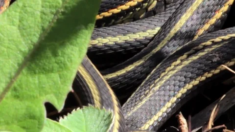 Snake Dens 013 - CU of Snakes In Front of Leaves Stock Footage 81529802
