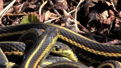 Snake Dens 014 - Snakes Resting next to Each Other Stock Footage 81529934