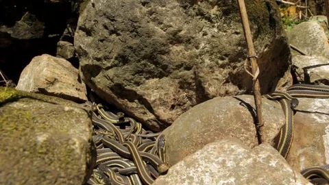 Snake Dens 017 - Group of Snakes in Between Rocks Video stock 81529910
