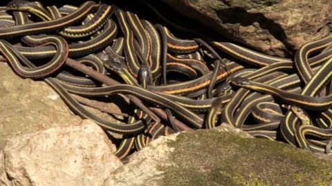 Snake Dens 018 - Group of Snakes in Between Rocks Stock Footage 81529863
