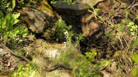 Snake Dens 019 - Snakes Down in Den Stock Footage 81529911