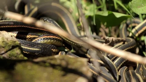 Snake Dens 020 - Snakes Tangled and Mating Stock Footage 81529980