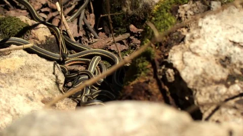 Snake Dens 023 - Slow Motion Snakes in Mating Ball Stock Footage 81529976