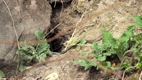 Snake Dens 024 - Snake Emerges from Den/Hole Stock Footage 81529834