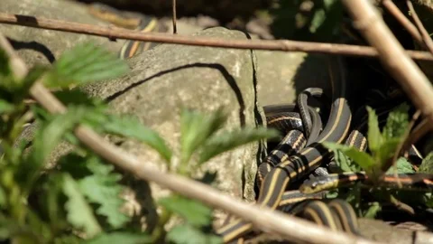 Snake Dens 027 - Slow Motion of Snakes Moving Between Rocks Stock Footage 81529813
