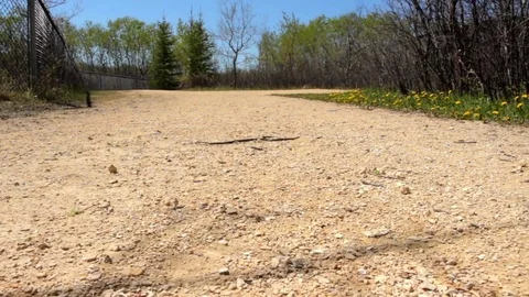 Snake Dens 032 - Slider of Snake Crossing Path Video stock 81529797
