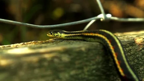 Snake Dens 033 - Snake Looking Into Den Video stock 81529786