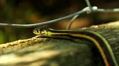 Snake Dens 034 - Snake Looking Into Den Video stock 81529819