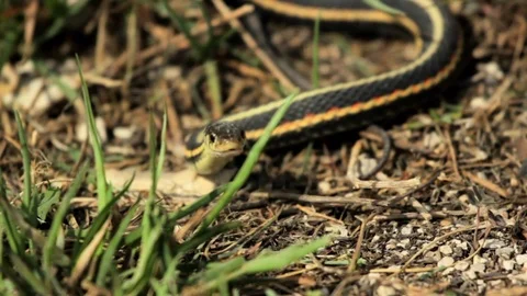 Snake Dens 040 - Snake Opens Mouth, Slithers Away Video stock 81529920