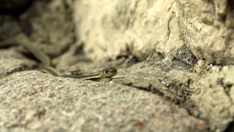 Snake Dens 042 - Snake Slithers on Rock Stock Footage 81529928